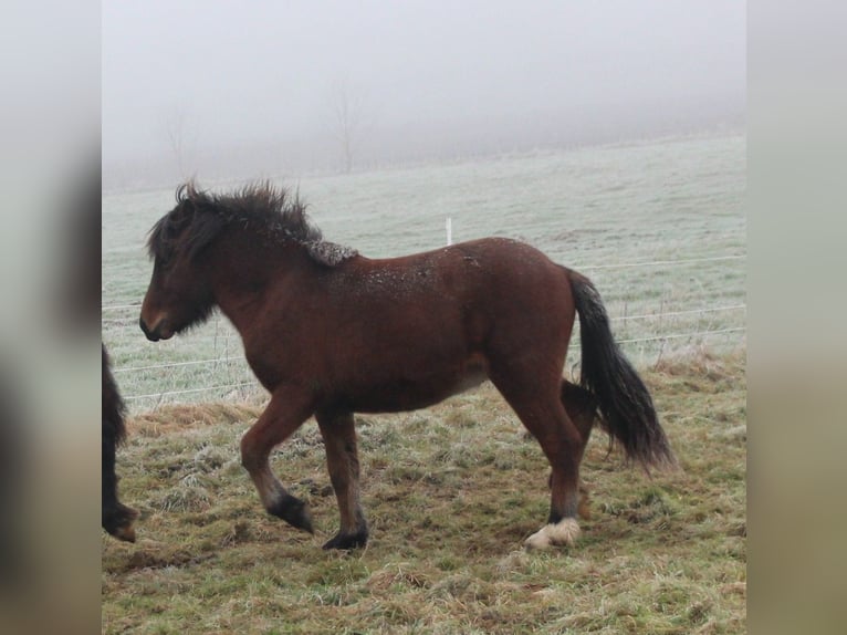 Islandais Hongre 3 Ans 140 cm Bai in Brauneberg
