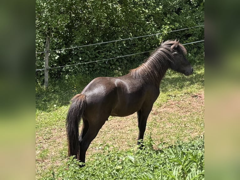 Islandais Hongre 3 Ans 140 cm Noir in Blieskastel