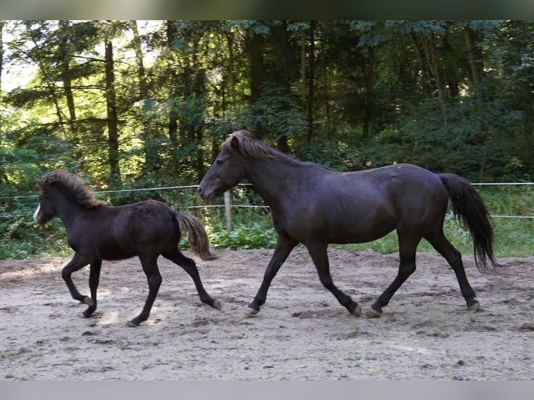 Islandais Hongre 3 Ans 140 cm Noir in Blieskastel
