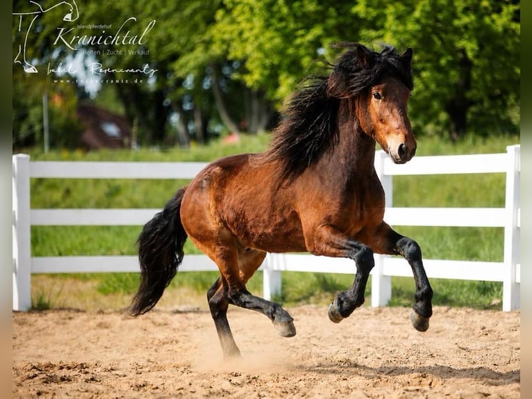 Islandais Hongre 3 Ans Bai in Horst