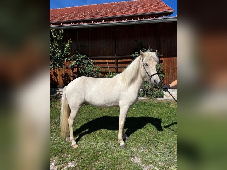 Islandais Hongre 3 Ans Gris in Sankt Radegund