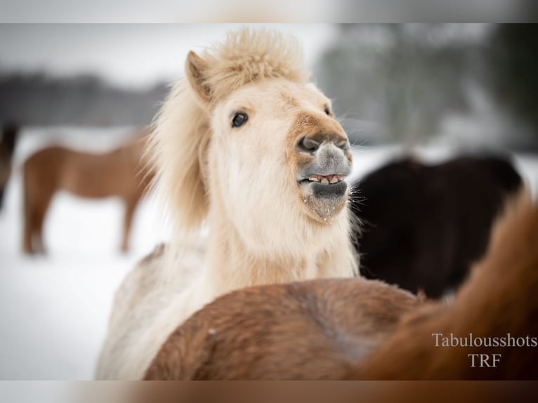 Islandais Hongre 3 Ans Palomino in Wiemersdorf