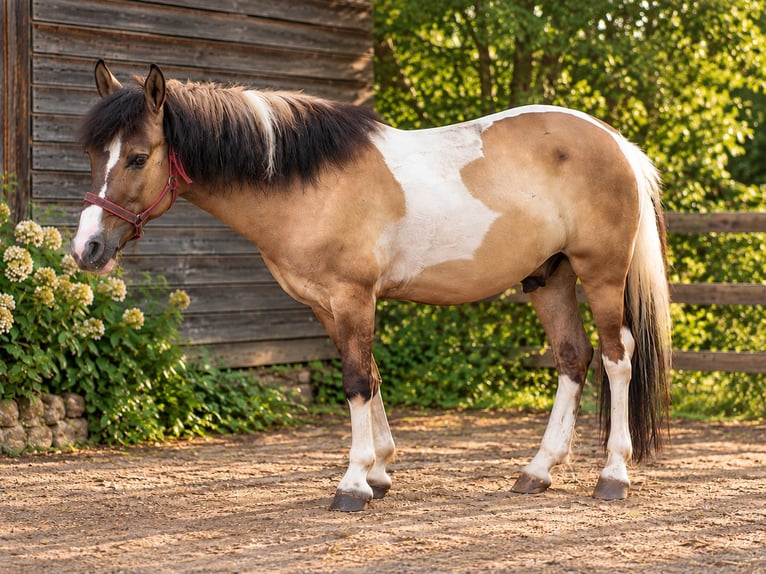 Islandais Croisé Hongre 4 Ans 130 cm Tobiano-toutes couleurs in Stockstadt am Main