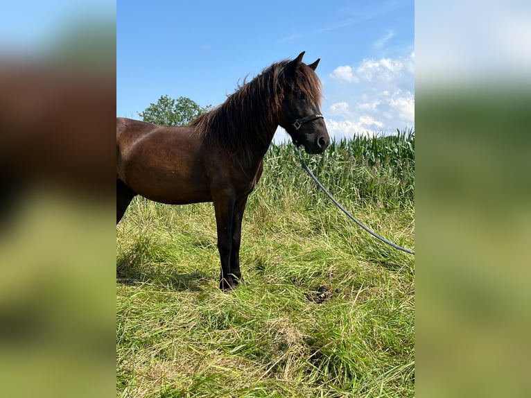 Islandais Hongre 4 Ans 133 cm Noir in Nordleda