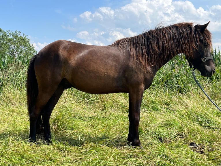 Islandais Hongre 4 Ans 133 cm Noir in Nordleda