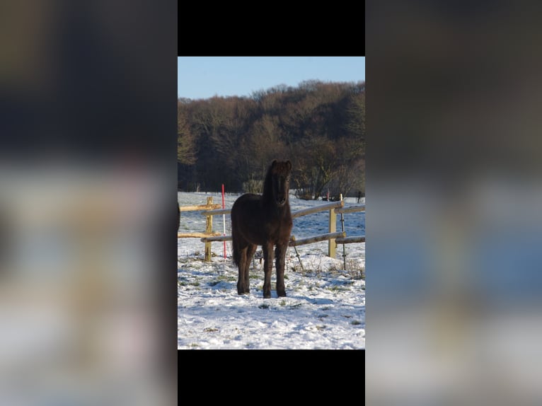 Islandais Hongre 4 Ans 133 cm Noir in Nordleda