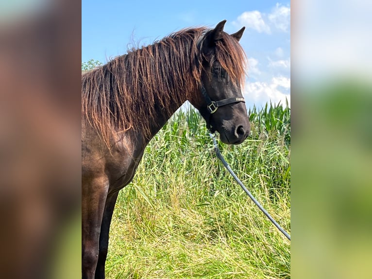 Islandais Hongre 4 Ans 133 cm Noir in Nordleda