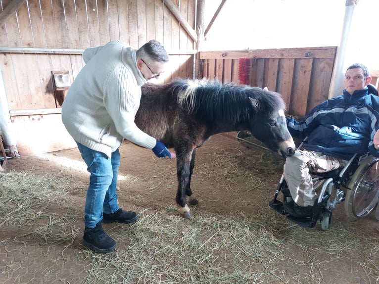 Islandais Croisé Hongre 4 Ans 133 cm Pinto in Kreuzwertheim-Röttbach
