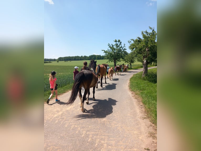 Islandais Croisé Hongre 4 Ans 133 cm Pinto in Kreuzwertheim-Röttbach
