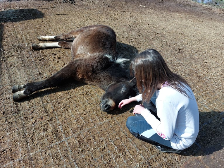 Islandais Croisé Hongre 4 Ans 133 cm Pinto in Kreuzwertheim-Röttbach