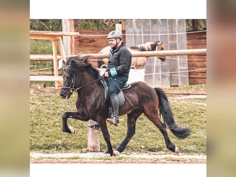 Islandais Hongre 4 Ans 138 cm Noir in Gotschuchen