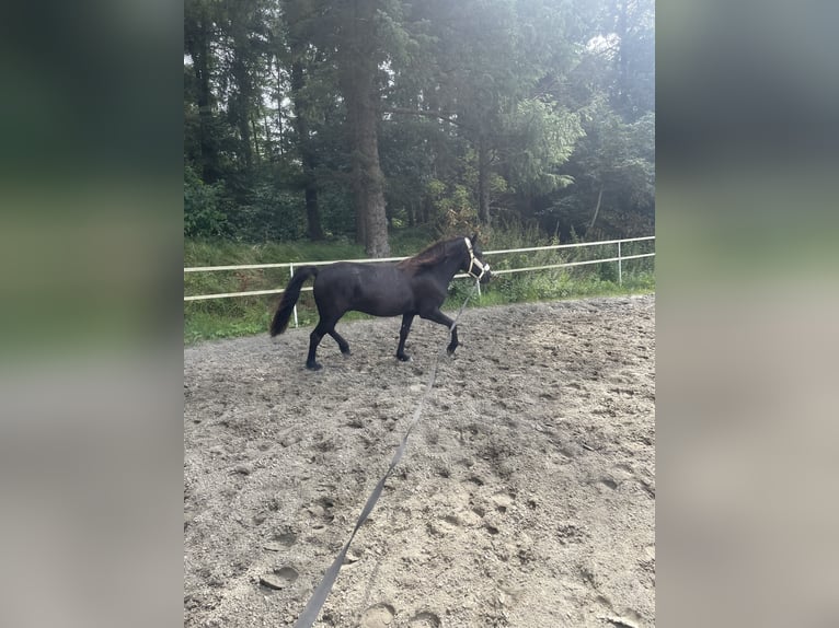 Islandais Hongre 4 Ans 140 cm in Husum