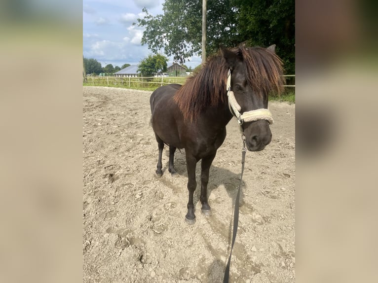 Islandais Hongre 4 Ans 140 cm in Husum