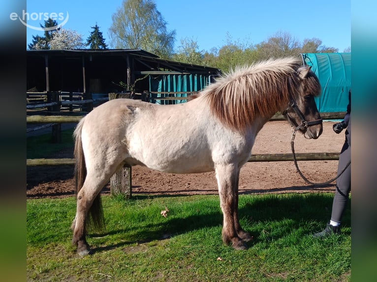 Islandais Hongre 4 Ans 140 cm Isabelle in Wiemersdorf