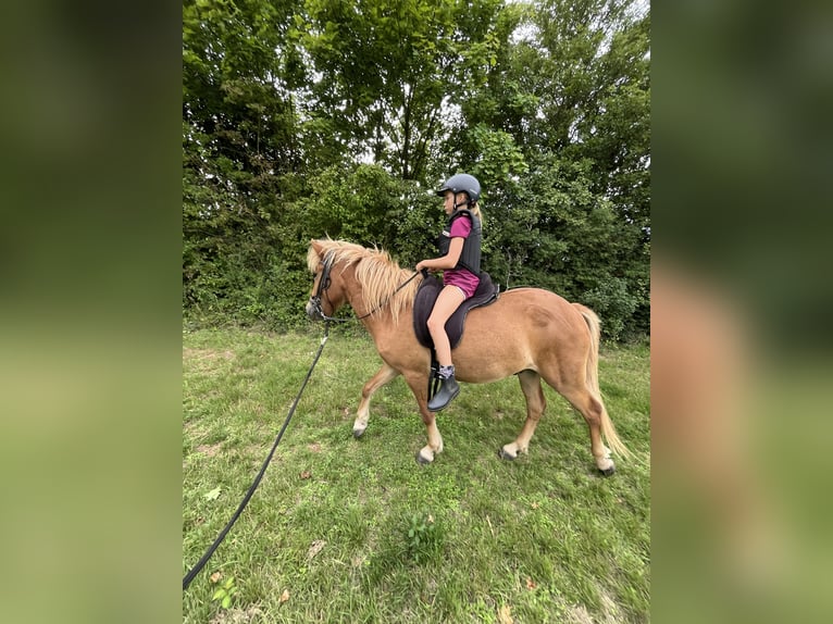 Islandais Hongre 4 Ans 142 cm Alezan in Hargesheim