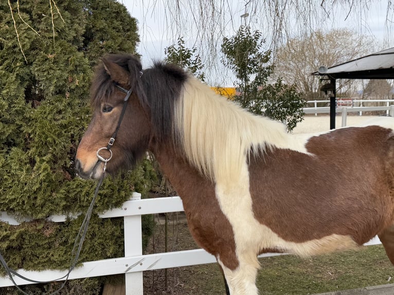 Islandais Hongre 4 Ans 144 cm Pinto in Lochen am See