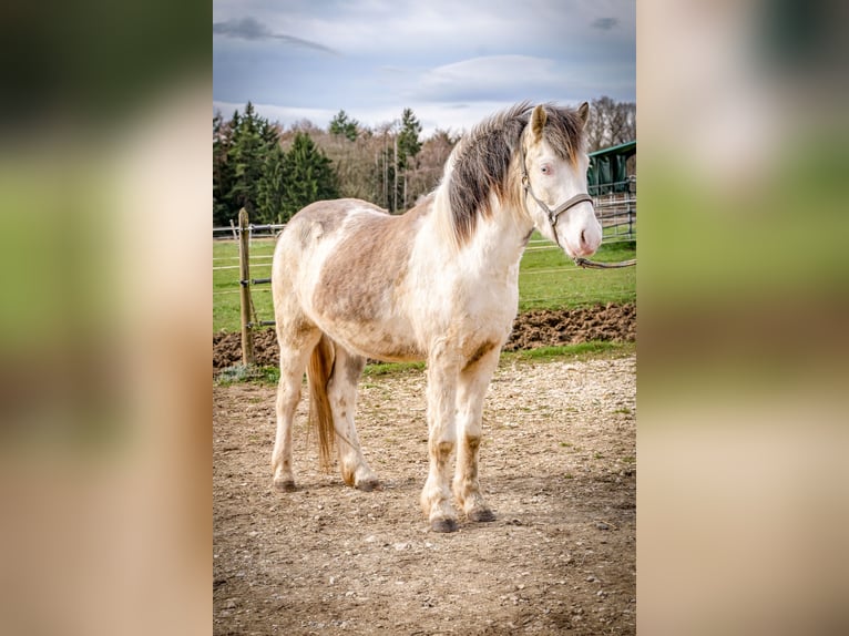 Islandais Hongre 4 Ans Gris in Aichtal