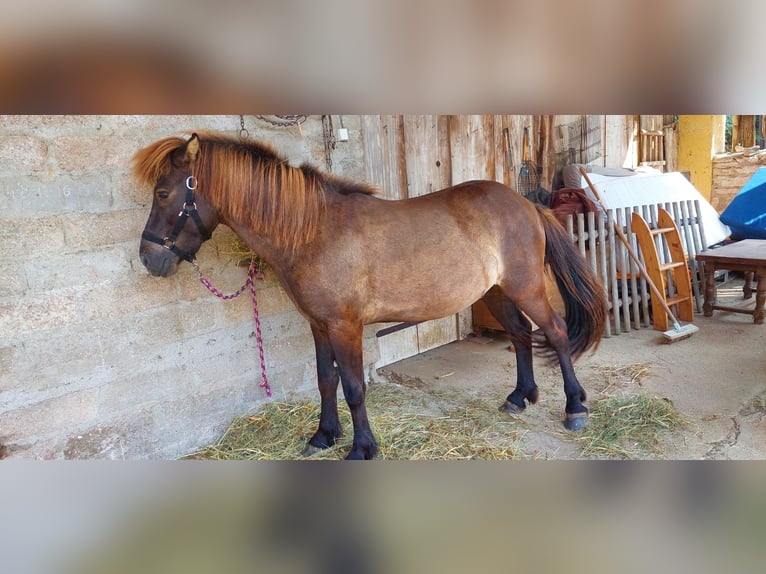 Islandais Hongre 4 Ans Noir in Boyer