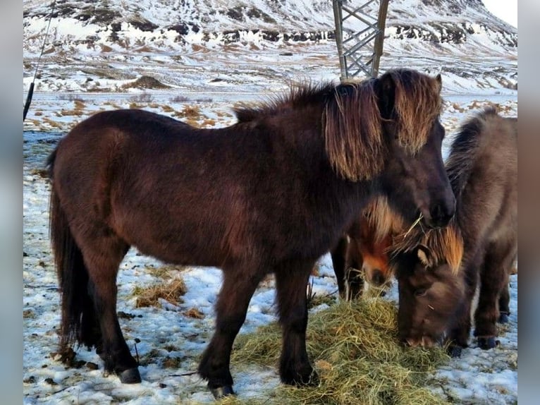 Islandais Hongre 4 Ans Noir in Kirkjub&#xE6;jarklaustur