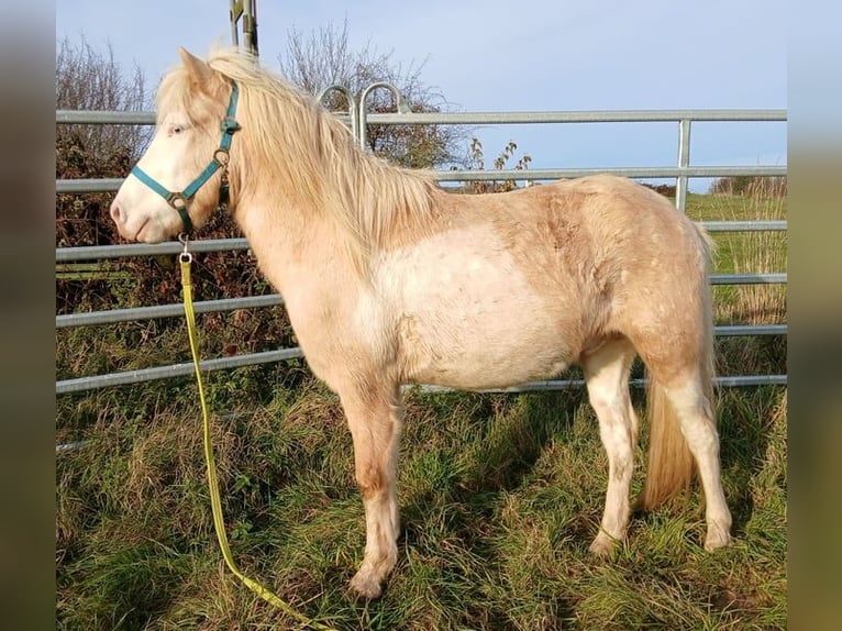 Islandais Hongre 4 Ans Palomino in Saarland