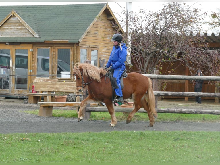 Islandais Hongre 5 Ans 134 cm Alezan in Euskirchen
