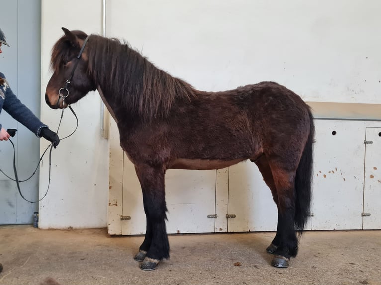 Islandais Hongre 5 Ans 135 cm Bai brun in Blönduós