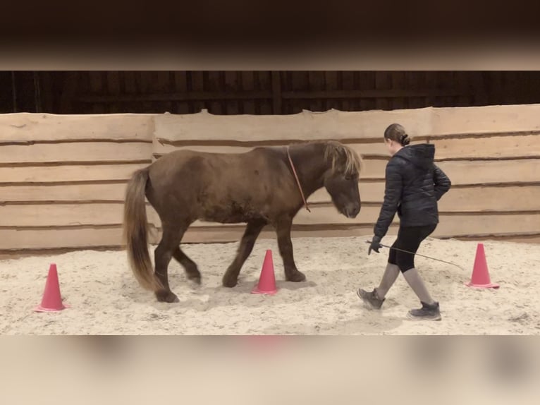 Islandais Hongre 5 Ans 135 cm Noir in Kleines Wiesental