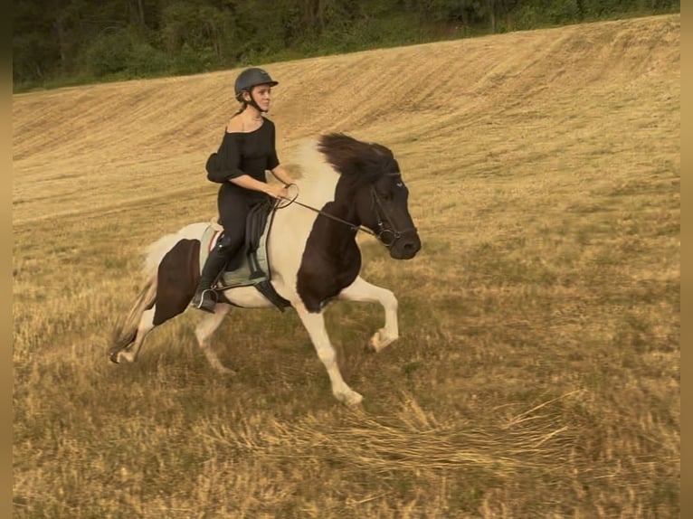 Islandais Hongre 5 Ans 135 cm Pinto in Arnstein