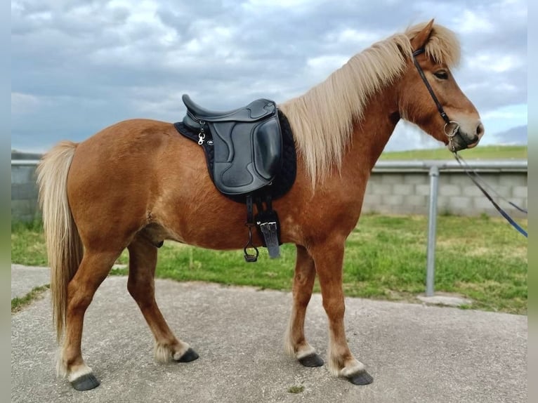 Islandais Hongre 5 Ans 136 cm Alezan in Beelitz (bei Berlin)