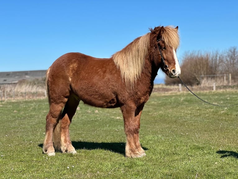 Islandais Hongre 5 Ans 138 cm Alezan in Hohenfelde