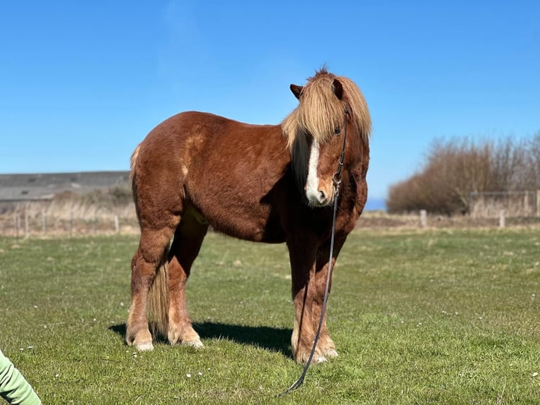 Islandais Hongre 5 Ans 138 cm Alezan in Hohenfelde