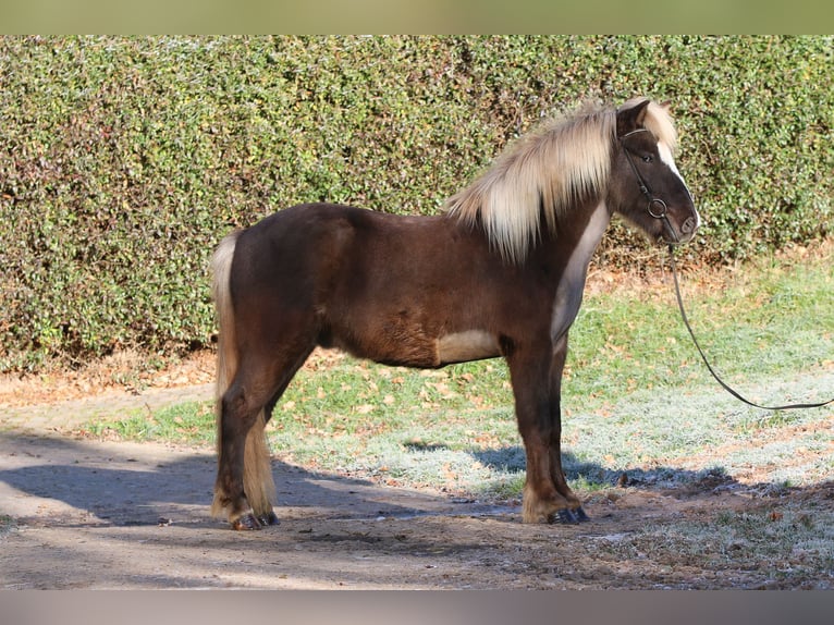 Islandais Hongre 5 Ans 138 cm in Dohm-Lammersdorf