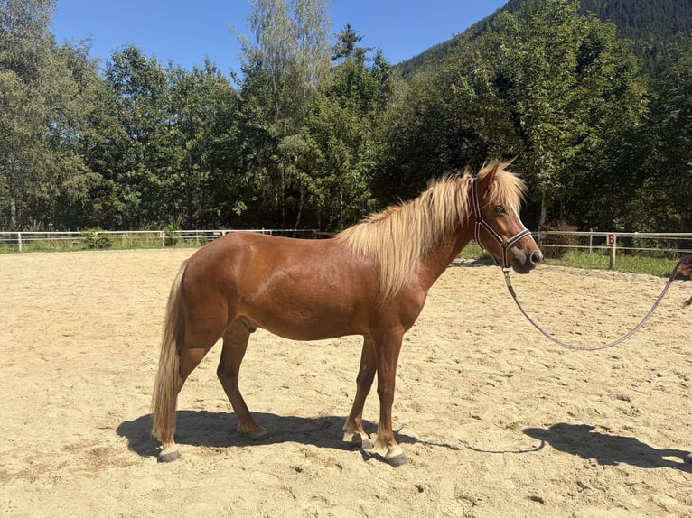 Islandais Hongre 5 Ans 140 cm Alezan in Rohrmoos