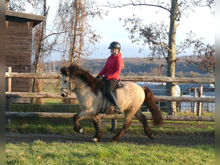 Islandais Hongre 5 Ans 140 cm Buckskin in Euskirchen