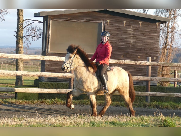 Islandais Hongre 5 Ans 140 cm Buckskin in Euskirchen