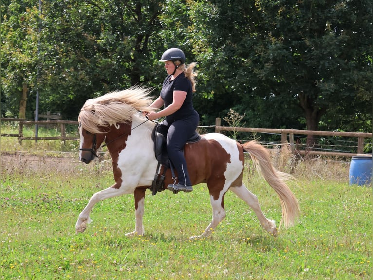 Islandais Hongre 5 Ans 140 cm Pinto in Minderlittgen