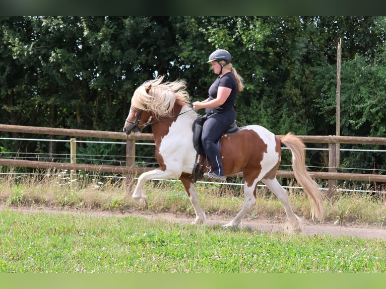 Islandais Hongre 5 Ans 140 cm Pinto in Minderlittgen