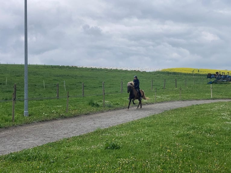 Islandais Hongre 5 Ans 141 cm in Waiblingen