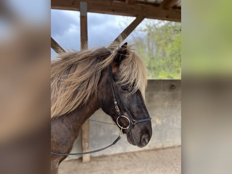 Islandais Hongre 5 Ans 141 cm in Waiblingen