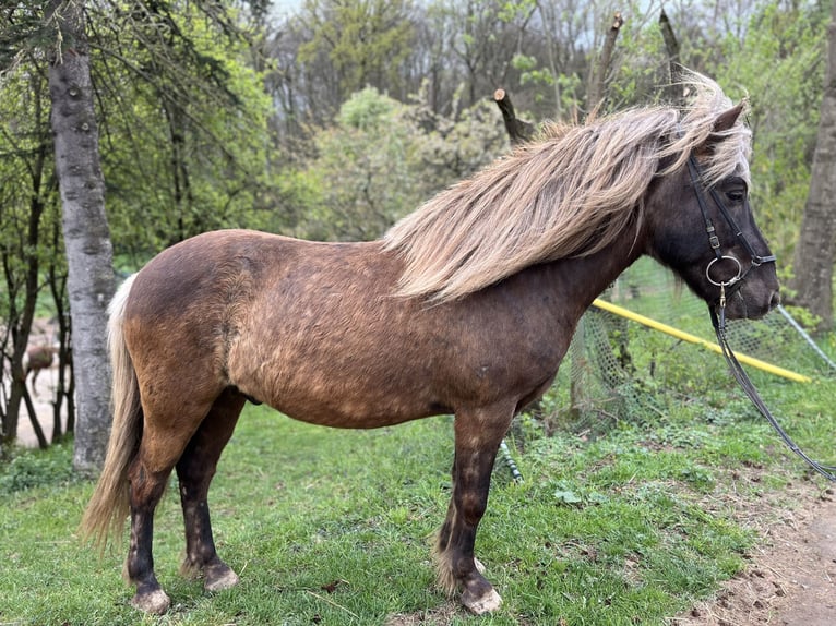 Islandais Hongre 5 Ans 141 cm in Waiblingen