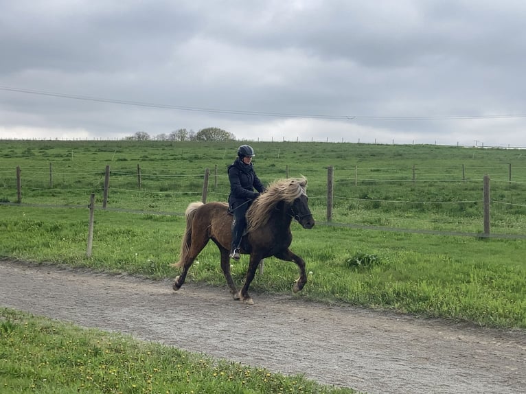 Islandais Hongre 5 Ans 141 cm in Waiblingen