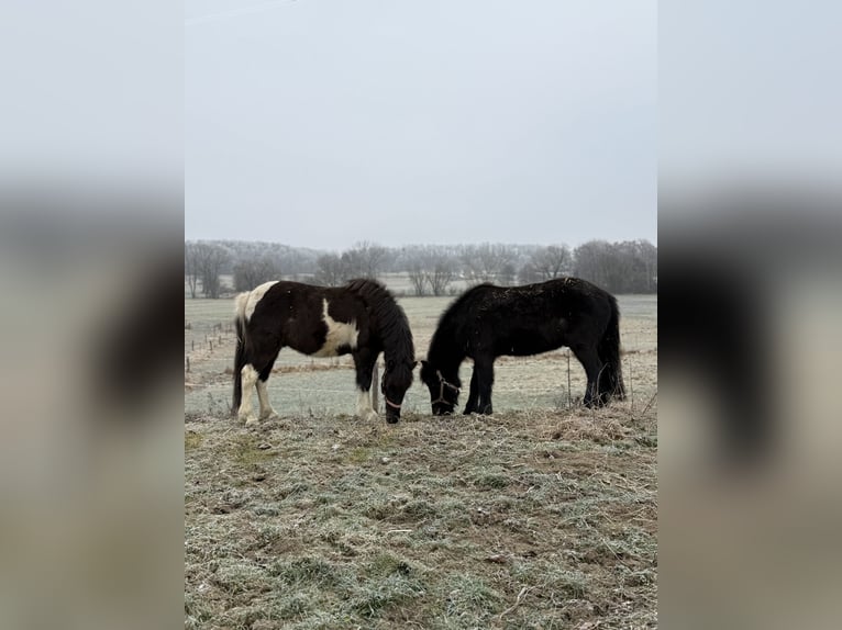 Islandais Hongre 5 Ans 141 cm Pinto in Achstetten