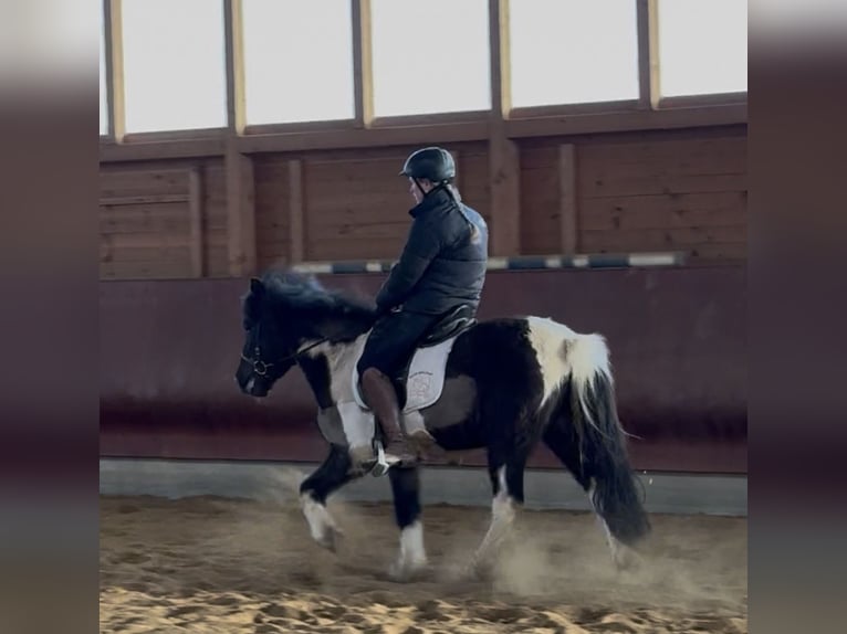 Islandais Hongre 5 Ans 141 cm Pinto in Achstetten