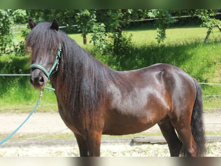 Islandais Hongre 5 Ans 142 cm Noir in Lindlar