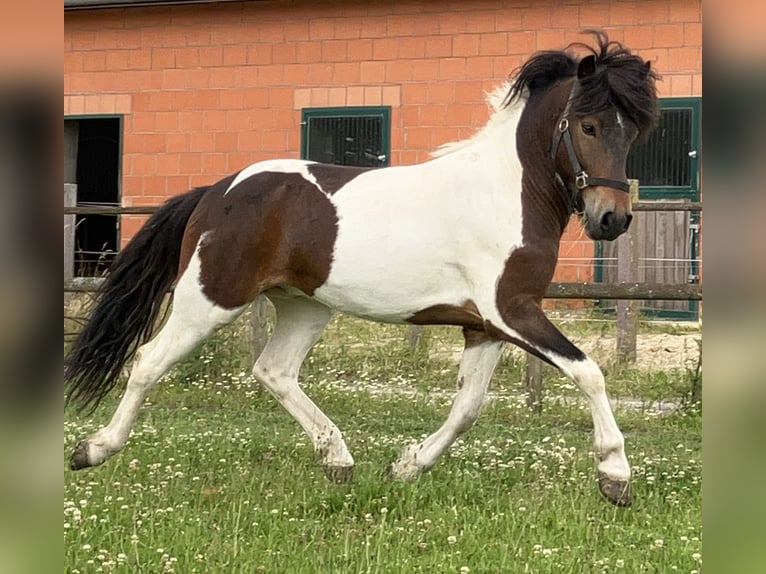 Islandais Hongre 5 Ans 142 cm Pinto in Bücken