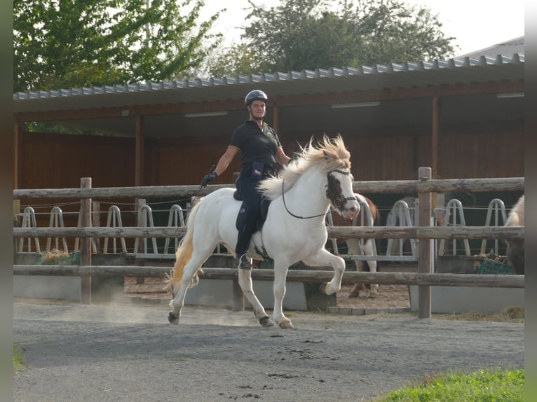 Islandais Hongre 5 Ans 142 cm Pinto in Euskirchen