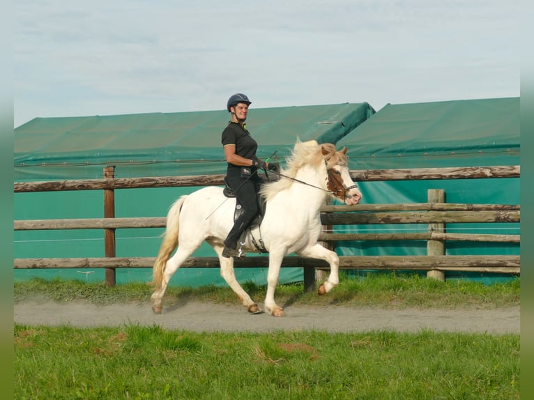 Islandais Hongre 5 Ans 142 cm Pinto in Euskirchen