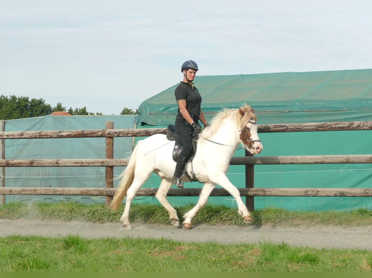 Islandais Hongre 5 Ans 142 cm Pinto in Euskirchen