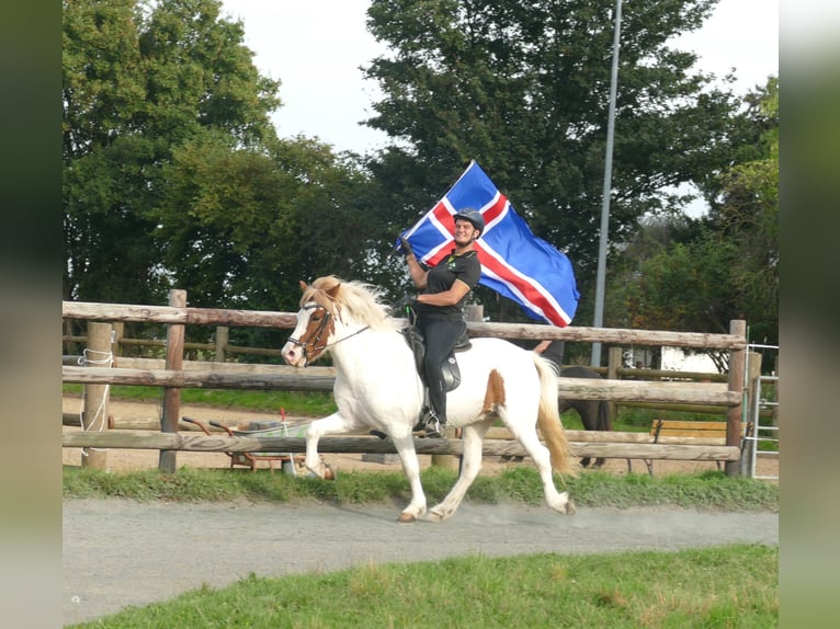 Islandais Hongre 5 Ans 142 cm Pinto in Euskirchen