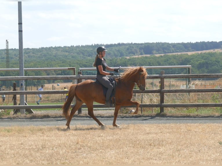 Islandais Hongre 5 Ans 144 cm Alezan in Euskirchen